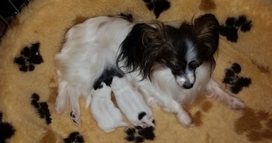 Melody & Clinton litter born Melody & Clinton litter born