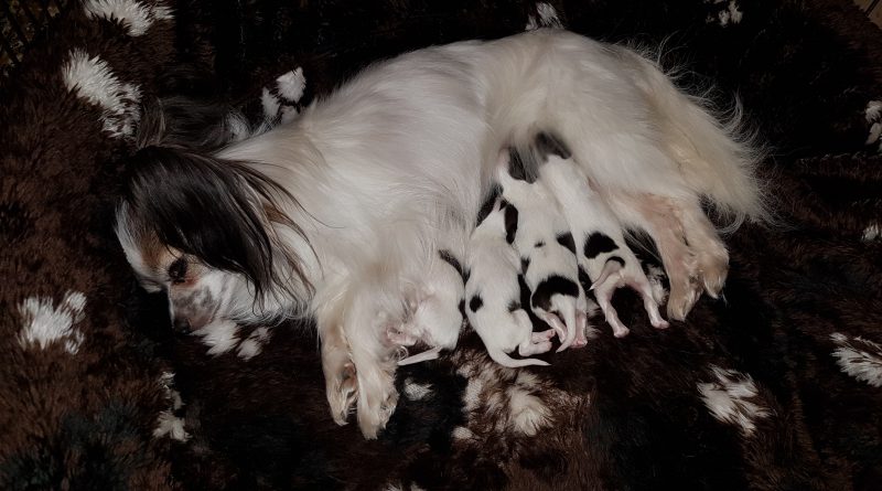 New litter of puppies