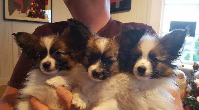 Puppies for sale